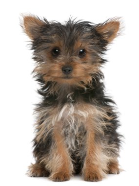 Yorkshire terrier köpek yavrusu, 3 ay yaşlı, beyaz arka plan oturan