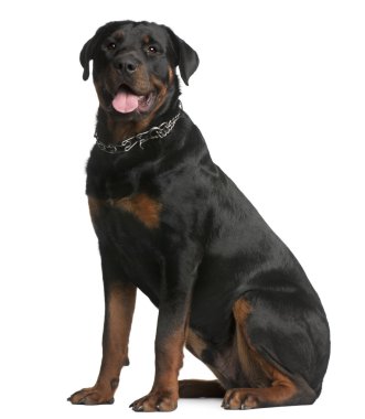 Rottweiler, 9 months old, sitting in front of white background clipart