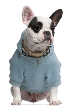 French Bulldog wearing blue hooded sweatshirt, 18 months old, sitting in front of white background clipart