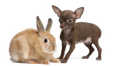 Chihuahua köpek yavrusu, 10 hafta yaşlı ve beyaz arka plan önünde tavşan