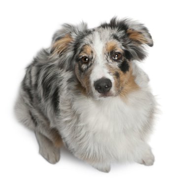 Australian Shepherd dog sitting in front of white background clipart