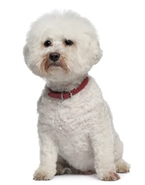 Bichon Frise, 13 years old, sitting in front of white background clipart