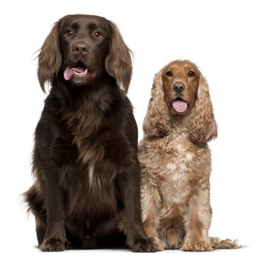 Labrador Retriever and English Cocker Spaniel, 6 and 9 years old, sitting in front of white background clipart