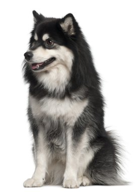 Finnish Lapphund, 1 year old, sitting in front of white background clipart