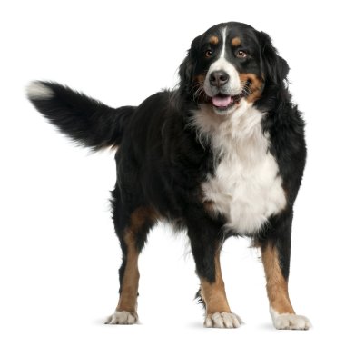 Bernese mountain dog, 4 years old, standing in front of white background clipart