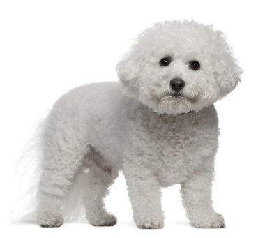 Bichon Frise, 5 years old, standing in front of white background clipart