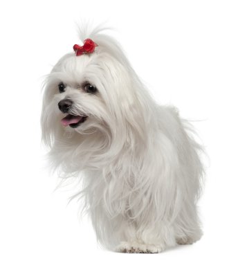 Maltese, 3 years old, standing in front of white background clipart