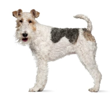 Fox terrier, 1 year old, standing in front of white background clipart