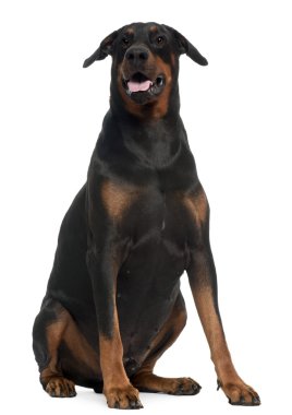 Doberman, 5 yıl yaşlı, önünde oturan arka plan beyaz.