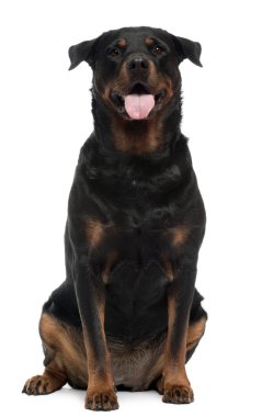 Rottweiler, 6 yaşındaki eski, önünde oturan arka plan beyaz.