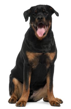 Rottweiler, 5 yıl yaşlı, önünde oturan arka plan beyaz.