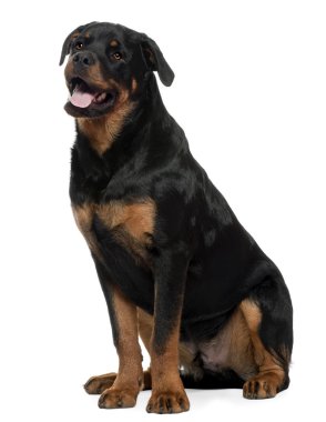 Rottweiler, önünde oturan 7 yaşındaki eski, arka plan beyaz.