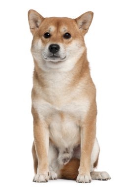 Shiba Inu, 4 yıl yaşlı, önünde oturan arka plan beyaz.