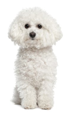 Bichon frise, 5 years old, sitting in front of white background clipart