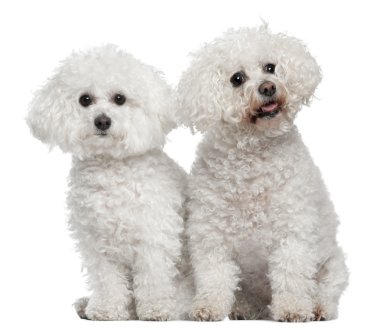 Bichon frise, 9 and 5 years old, sitting in front of white background clipart