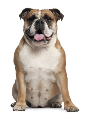 English Bulldog, 2 months old, sitting in front of white background clipart