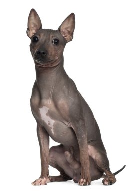 American Hairless Terrier, 6 months old, sitting in front of white background clipart