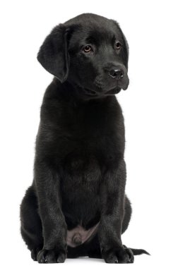 Labrador, 12 hafta yaşlı, önünde oturan arka plan beyaz.