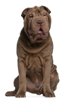 Shar Pei puppy, 5 months old, sitting in front of white background clipart