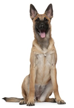 Belçika çoban köpek yavrusu, malinois, 5 aylık beyaz arka plan oturuyor.