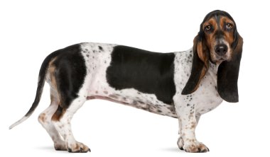Basset Artesien Normand dog, 11 months old, standing in front of white background clipart