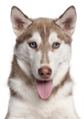 Sibirya husky yavrusu, 4 ay yaşlı, beyaz arka plan yakın çekim