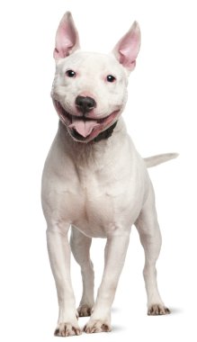 Staffordshire Bull Terrier, 4 years old, standing in front of white background clipart