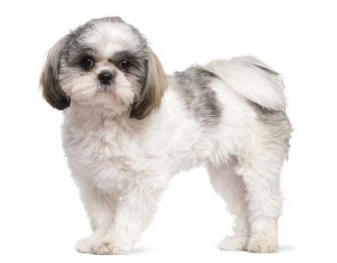 Shih Tzu, 8 months old, standing in front of white background clipart