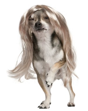 Chihuahua with long hair wig, 3 years old, sitting in front of white background clipart