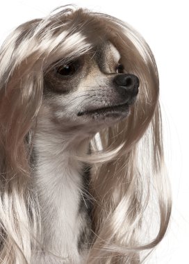 Close-up of Chihuahua with long hair wig, 3 years old, in front of white background clipart