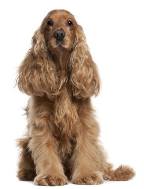 İngiliz cocker spaniel, 9 yıl yaşlı, beyaz arka plan oturan