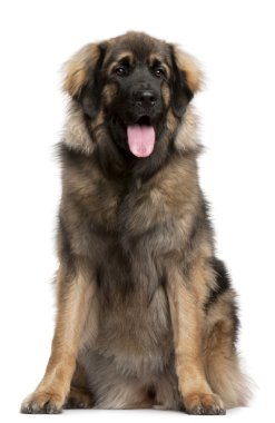 Leonberger, 11 months old, sitting in front of white background clipart
