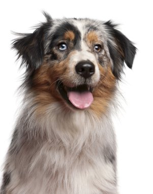 Close-up of Australian Shepherd dog, 1 year old, in front of white background clipart