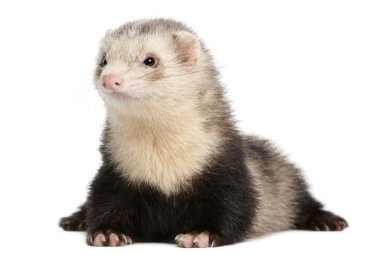 Ferret, 8 months old, lying in front of white background clipart