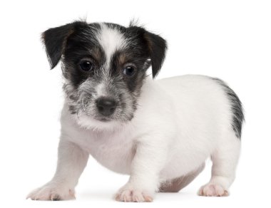 jack Russell terrier yavru, 2 ay yaşlı, beyaz arka plan