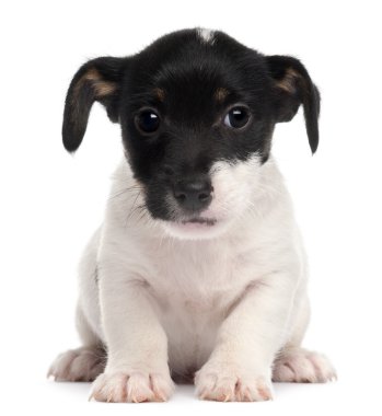 jack Russell terrier yavru, 2 ay yaşlı, beyaz arka plan oturan