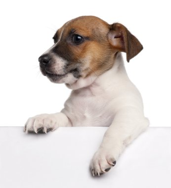 jack Russell terrier yavru, 2 ay yaşlı, beyaz arka plan oturan