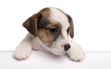 jack russell terrier yavru, 2 aylık beyaz arka plan önünde bir kutudan elde