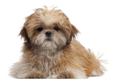 Shih tzu puppy, 6 ay yaşlı, önünde oturan arka plan beyaz.