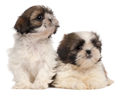 Two Shih-tzus in front of white background clipart