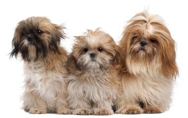 Three Shih-tzus in front of white background clipart