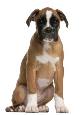 Boxer Köpek, 3 ay yaşlı, önünde oturan arka plan beyaz.