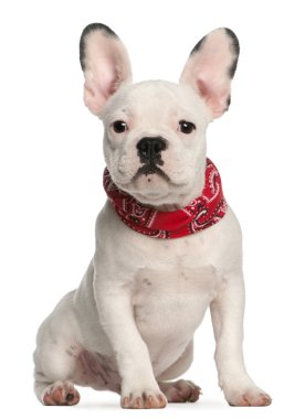 Fransız bulldog yavru köpek, 4 ay yaşlı, beyaz arka plan duran