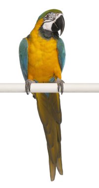 mavi ve sarı macaw ara ararauna tünemiş ve beyaz arka plan önünde kanat çırparak,