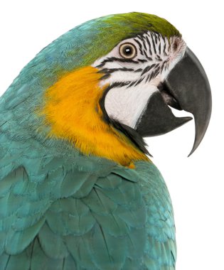 Close-up of Blue and Yellow Macaw, Ara Ararauna, in front of white background clipart