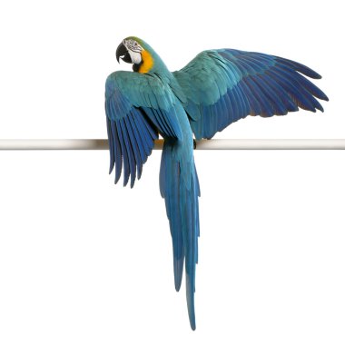 Rear view of Blue and Yellow Macaw, Ara Ararauna, perched and flapping wings in front of white background clipart