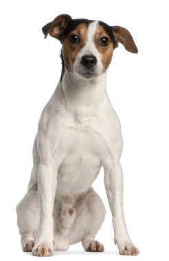 jack Russell terrier, 4 yıl yaşlı, beyaz arka plan oturan