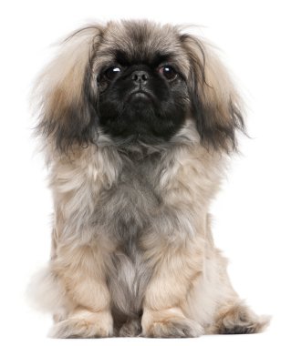 Pekingese puppy, 6 months old, sitting in front of white background clipart