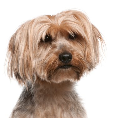 Yorkshire terrier, 5 yıl yaşlı, beyaz arka plan