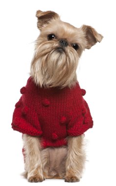 Griffon Bruxellois in red sweater, 3 and a half years old, sitting in front of white background clipart